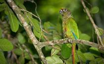 紅腹金剛鸚鵡產自哪里？紅腹金剛鸚鵡的簡介