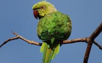 環頸鸚鵡的簡介 環頸鸚鵡的產地