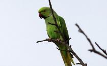 環頸鸚鵡的飼養方法 環頸鸚鵡的生存環境