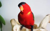 黃兜吸蜜鸚鵡多少錢能買？黃兜吸蜜鸚鵡的飼養方法