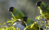 金色錐尾鸚鵡的產地 金色錐尾鸚鵡的簡介