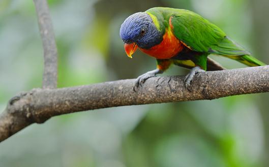 藍頭鸚鵡是怎樣的？藍頭鸚鵡的產地