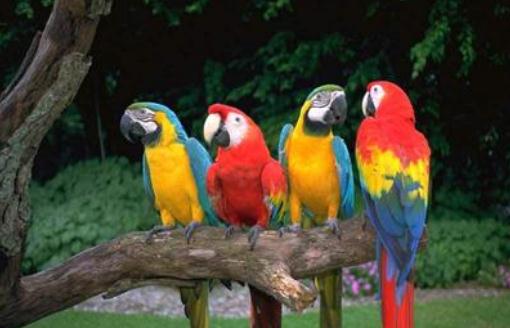 栗額金剛鸚鵡飼養方法 栗額金剛鸚鵡的價格