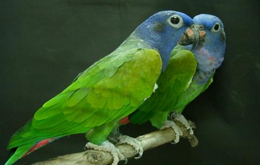 鱗頭鸚鵡是怎樣的？鱗頭鸚鵡的產地