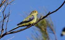 藍翅金剛鸚鵡的簡介 藍翅金剛鸚鵡的產地