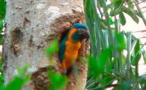 藍喉金剛鸚鵡是什么？藍喉金剛鸚鵡的產地