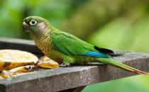 藍喉錐尾鸚鵡如何繁殖？藍喉錐尾鸚鵡的飼養方法