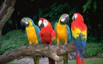 藍(lán)頭金剛鸚鵡的簡介 藍(lán)頭金剛鸚鵡產(chǎn)地