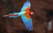 綠翅金剛鸚鵡是怎樣的？綠翅金剛鸚鵡的特征