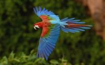 綠翅金剛鸚鵡怎么繁殖？綠翅金剛鸚鵡的飼養方法