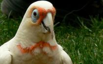 米切氏鳳頭鸚鵡簡介 米切氏鳳頭鸚鵡產地