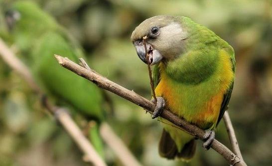 塞內(nèi)加爾鸚鵡的簡(jiǎn)介 塞內(nèi)加爾鸚鵡的外形特征