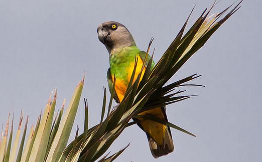 塞內加爾鸚鵡的飼養方法 塞內加爾鸚鵡的繁殖方法