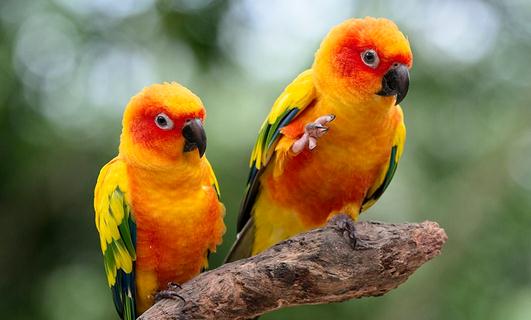 太陽錐尾鸚鵡的飼養(yǎng)方法 太陽錐尾鸚鵡的價(jià)格