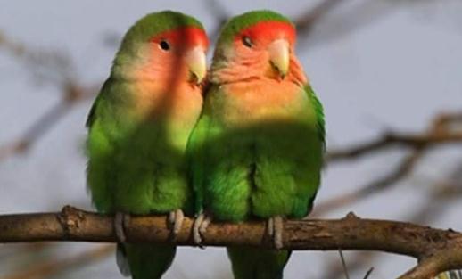 桃面愛(ài)情鳥(niǎo)怎么分公母？桃面愛(ài)情鳥(niǎo)的價(jià)格