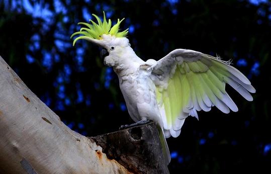 小葵花鳳頭鸚鵡多少錢？小葵花鳳頭鸚鵡的壽命