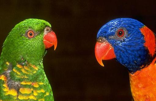 亞歷山大鸚鵡的價(jià)格 亞歷山大鸚鵡的壽命