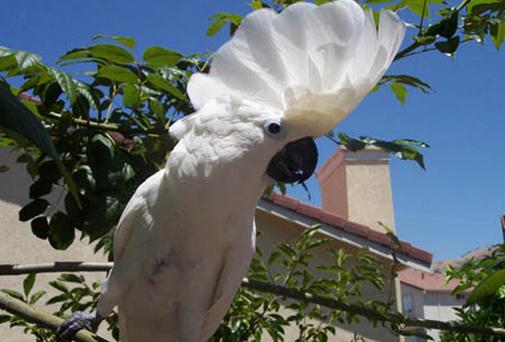 雨傘鳳頭鸚鵡產(chǎn)自哪里？