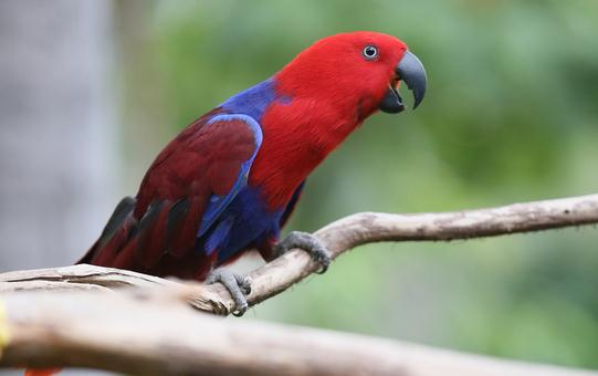 折衷鸚鵡的飼養方法 折衷鸚鵡的產地