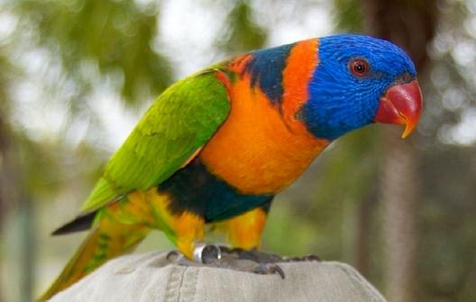 珍達(dá)錐尾鸚鵡的簡介 珍達(dá)錐尾鸚鵡的產(chǎn)地