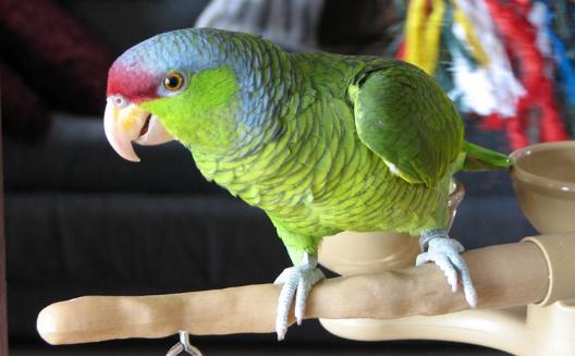 紫冠亞馬遜鸚鵡的生存環境是怎樣的？