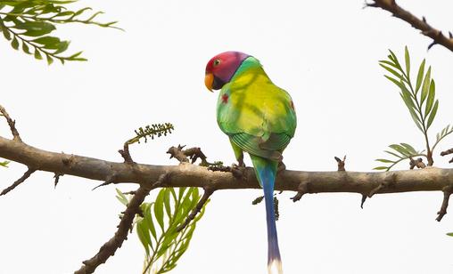 紫紅頭鸚鵡的簡介 紫紅頭鸚鵡的價格