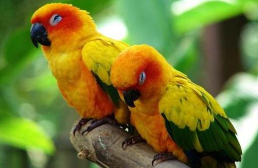 紫紅頭鸚鵡主要分布在哪里？