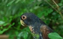 青銅翅鸚鵡的價格 青銅翅鸚鵡的飼養方法