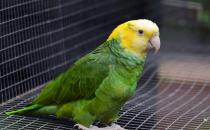雙黃頭亞馬遜鸚鵡價格 雙黃頭亞馬遜鸚鵡飼養方法