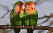 桃面愛情鳥怎么分公母？桃面愛情鳥的價格