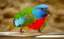 鮮紅胸鸚鵡如何飼養？鮮紅胸鸚鵡的產地