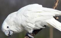 雨傘鳳頭鸚鵡多少錢一只？雨傘鳳頭鸚鵡的簡介