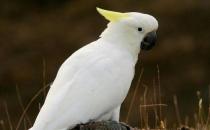 雨傘鳳頭鸚鵡應該如何飼養？