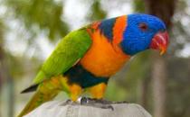 珍達(dá)錐尾鸚鵡的簡介 珍達(dá)錐尾鸚鵡的產(chǎn)地