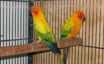 珍達(dá)錐尾鸚鵡的價(jià)格 珍達(dá)錐尾鸚鵡的飼養(yǎng)方法