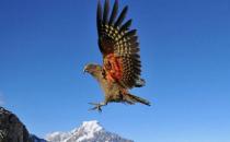 啄羊鸚鵡有什么生活習性？