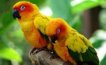 紫紅頭鸚鵡主要分布在哪里？