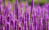 7個薰衣草精油祛痘的方法