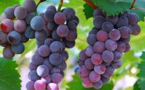 女性補血甚是關鍵 6類食物是補血佳品推薦