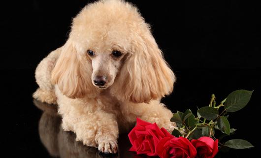 給狗狗洗澡需要注意什么？