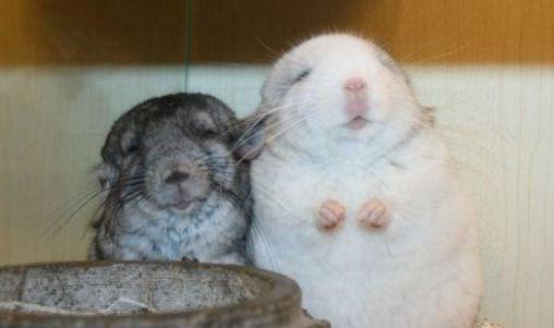 如何選擇龍貓？養龍貓的方法