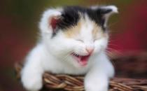 貓咪走丟了？教你找回走失的貓咪