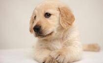 正確訓練狗狗便便的方法