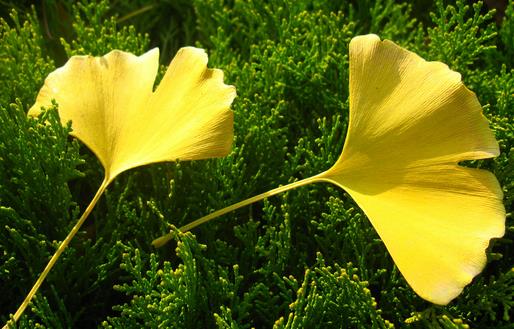 銀杏葉可治老年癡呆