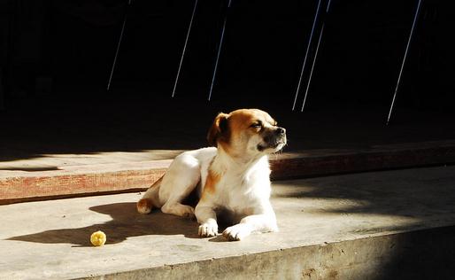 寵物狗容易患什么疾病?