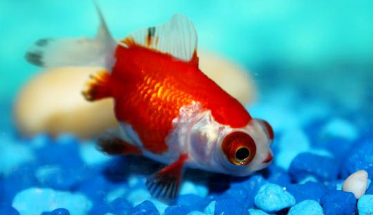 教你正確飼養(yǎng)金魚的方法