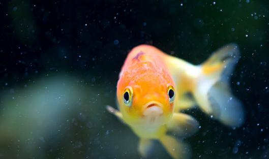 家庭養魚有什么好方法嗎？