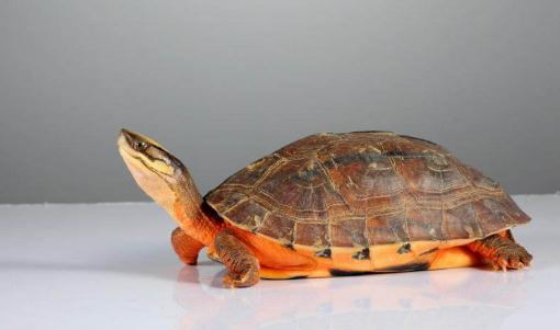 金錢龜的養殖方法