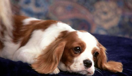 狗狗每日需要哪些營(yíng)養(yǎng)元素？