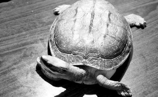 黃喉擬水龜的生活習性 黃喉擬水龜養殖方法